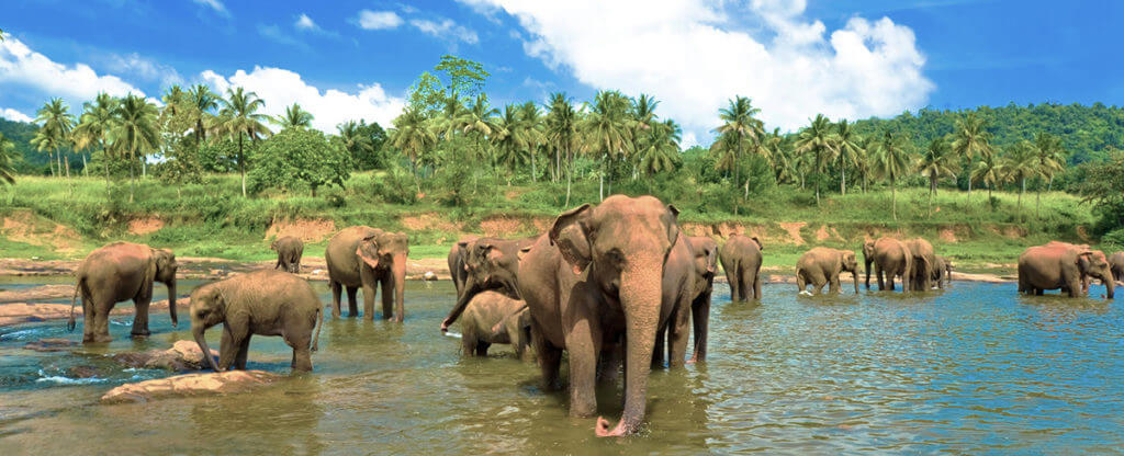 sri-lanka-elephants