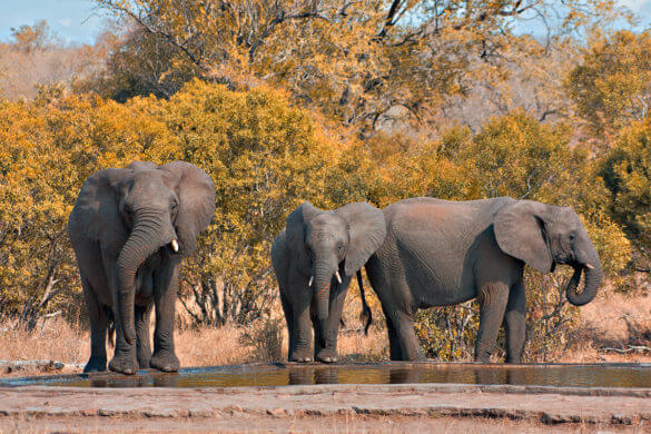 kruger_park_elephants