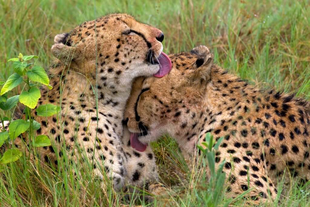 Cheetah-Delta-Okavango
