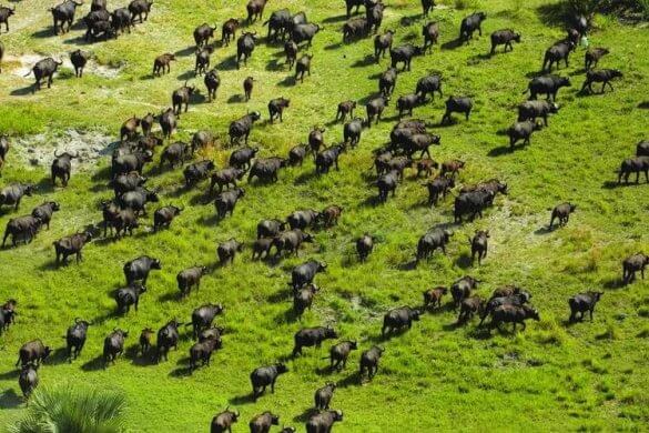 Delta-de-okavango