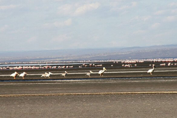 lac-natron-tanzanie